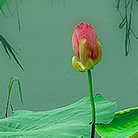 薯片王子