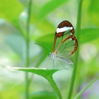孤灯长明