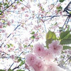 秘银炼金师