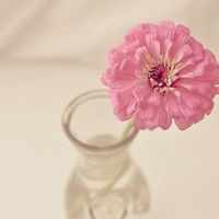 鹿茸