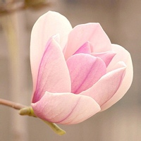 吐司宝宝