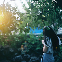 翡翠青鸾