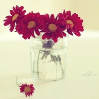 隔壁老王家的猫