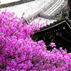 冰岛极光