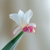 Ivory Sonnet